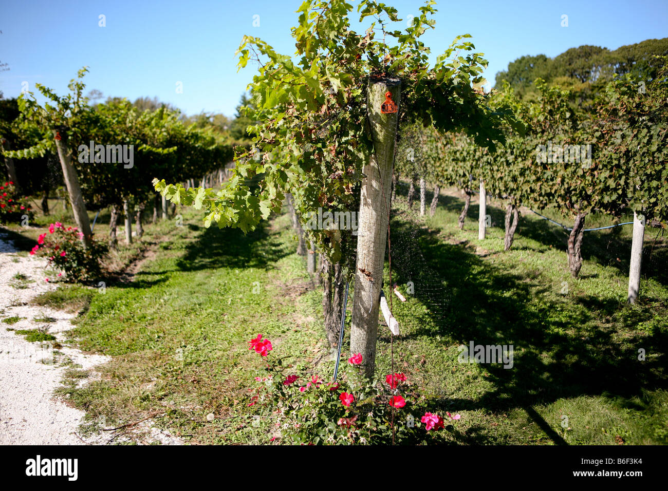 Rows at a vineyard and winery in New Jersey. Photo by Tom Zuback Stock ...