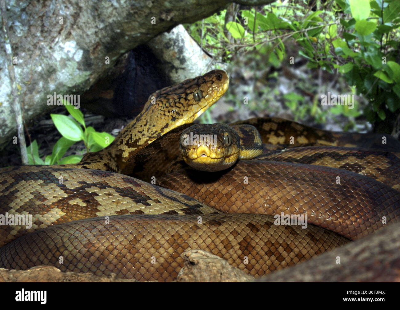 Timor python (Python timorensis), tow individuals, Indonesia, Timor ...