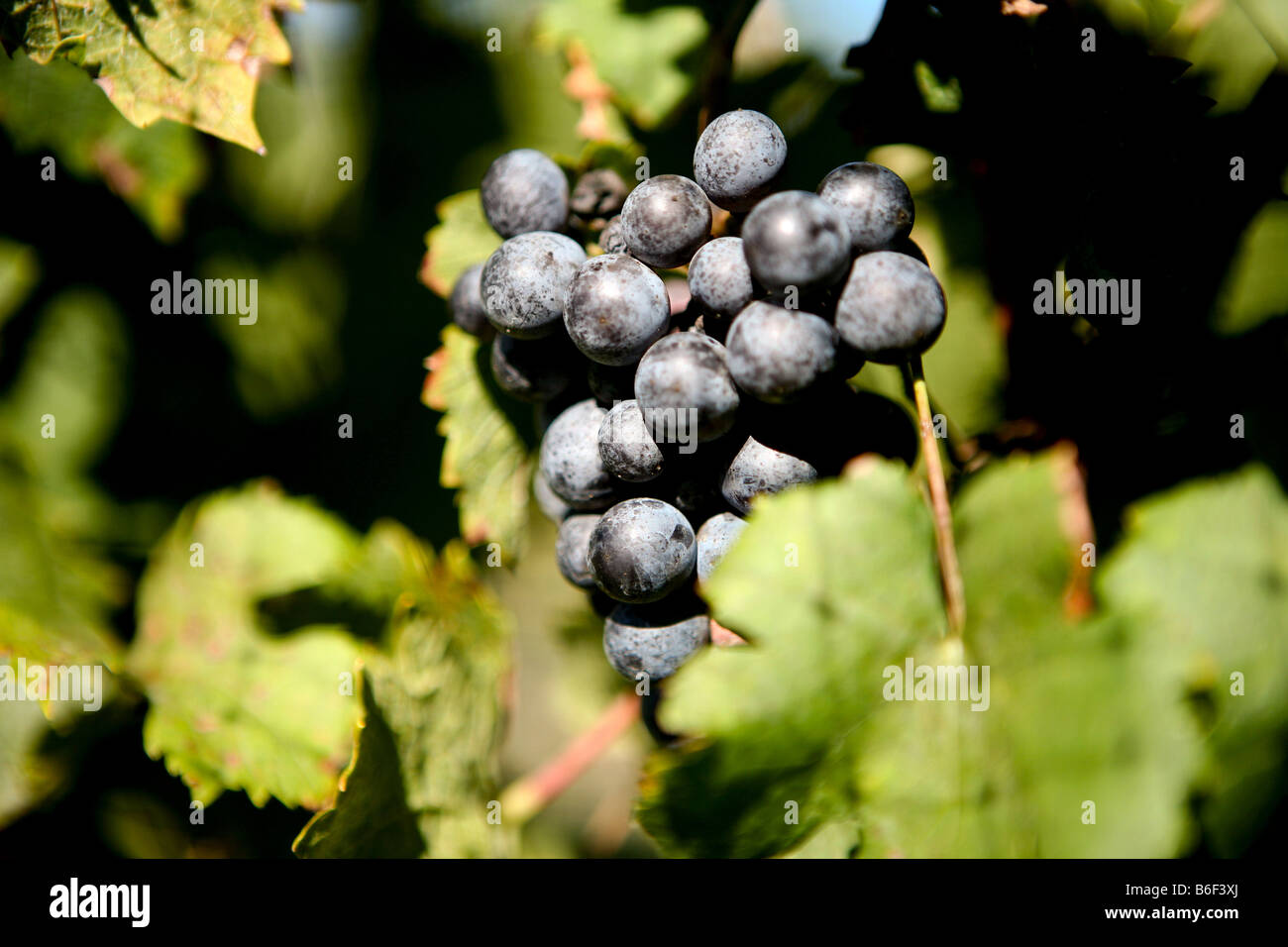 Image of grapes, for wine making, naturally hanging on it's vine at a