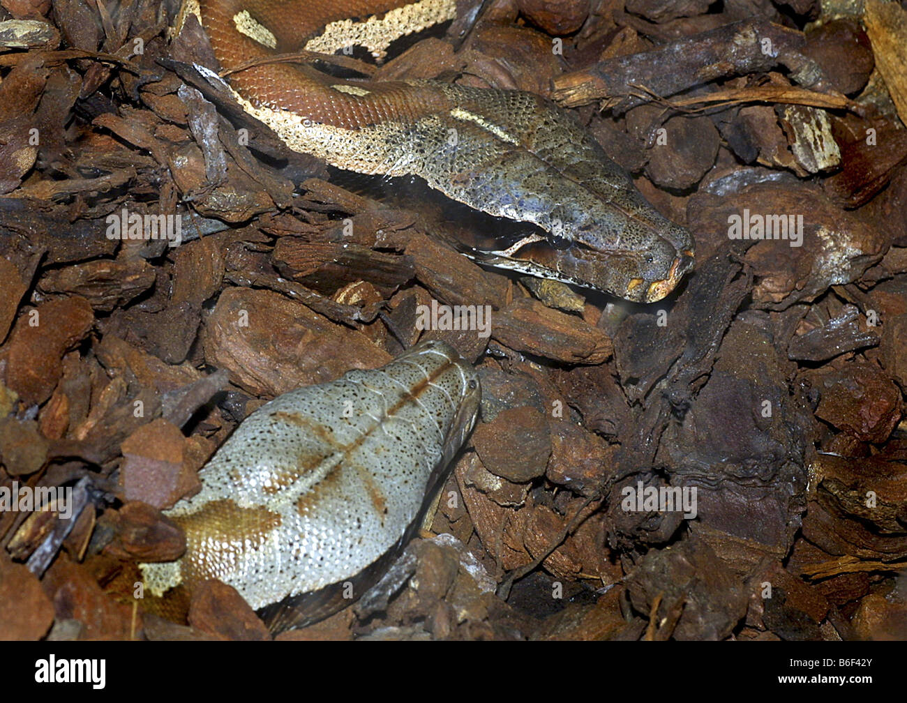 Short-tailed python, Blood python, Short python (Python curtus), couple ...