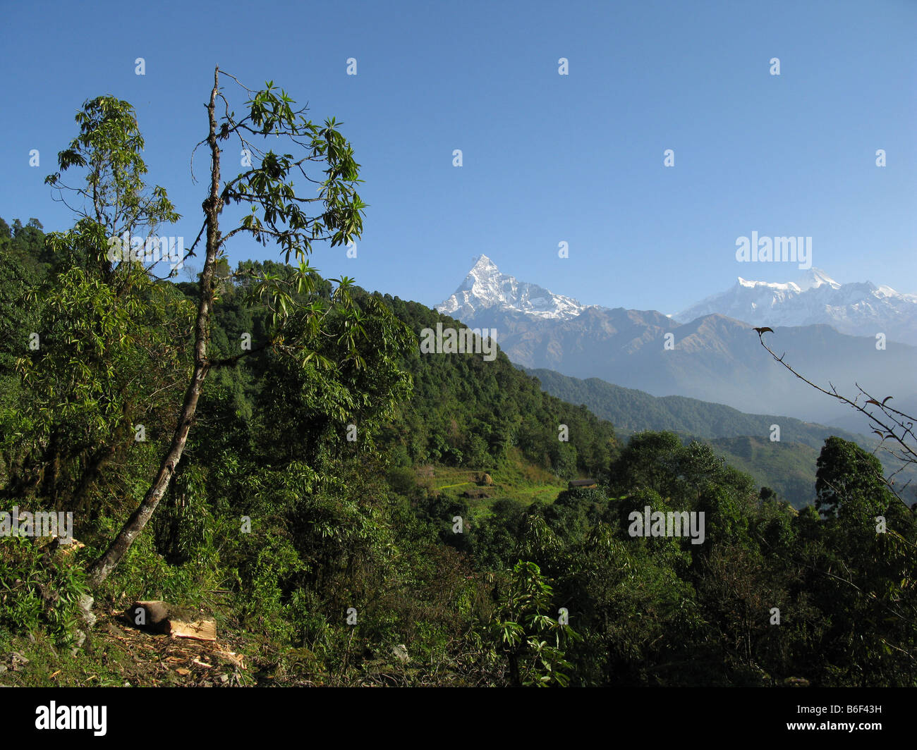 Machapuchare (Fishtail) mountain, seen from between Pothana and Dhampus, Annapurna foothills, Gandaki, Himalayas, Nepal, central Asia Stock Photo