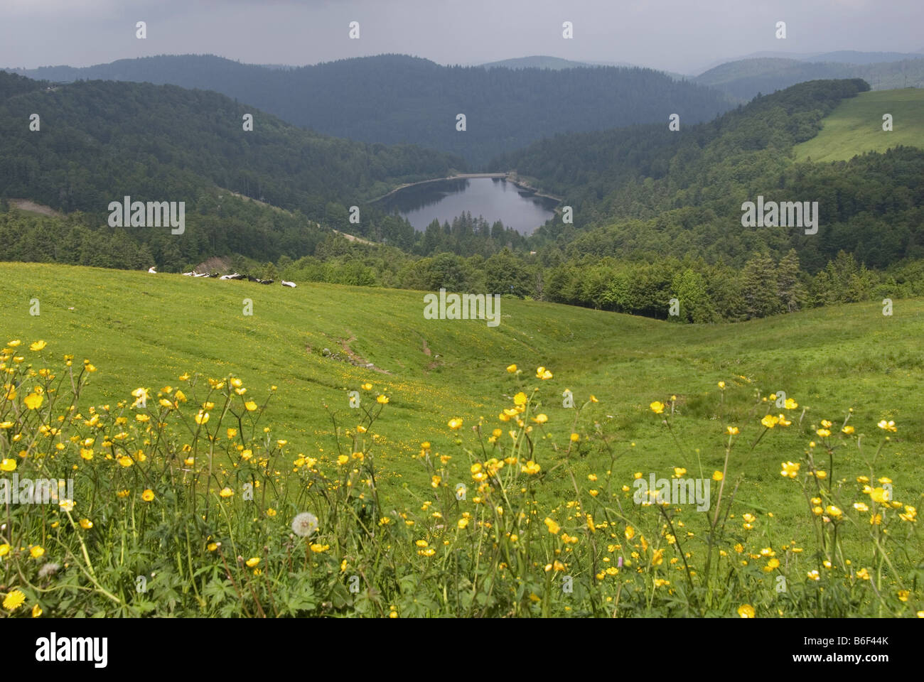 storage lake Barrage de la Lande, France, Vosges Mountains Stock Photo Alamy