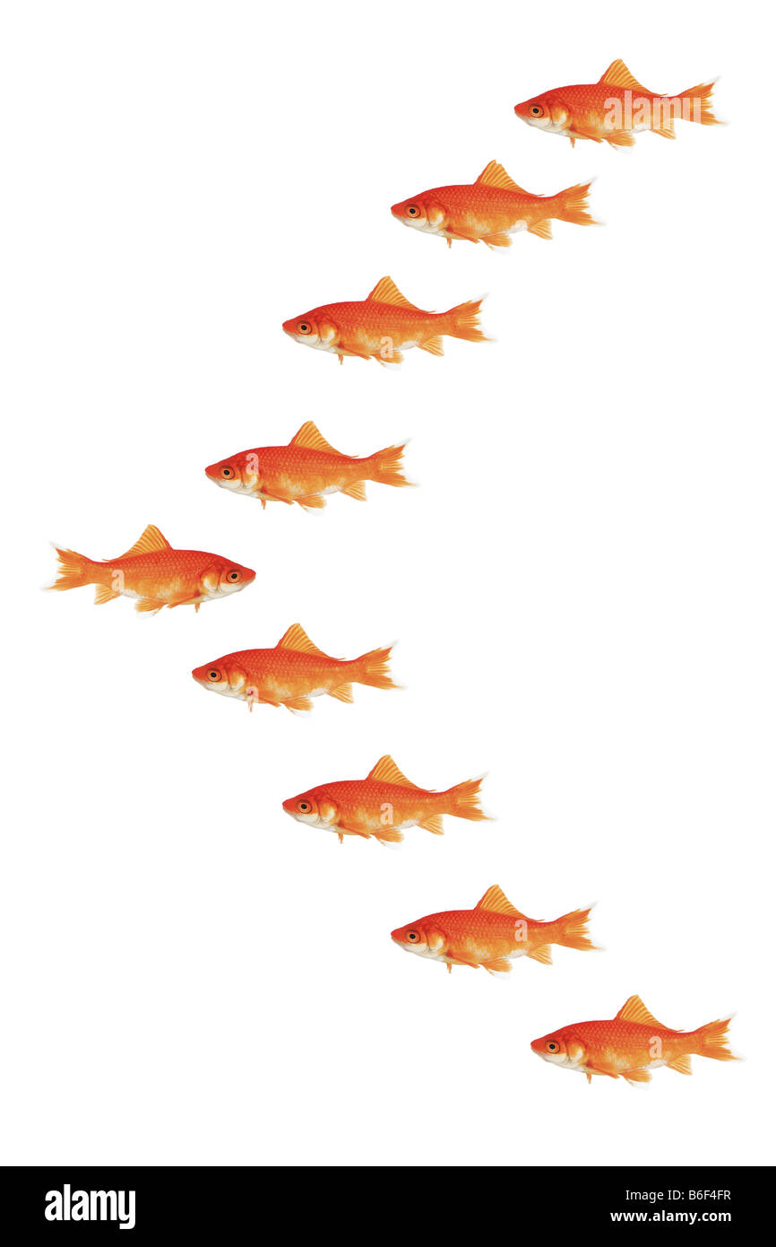 goldfish, common carp (Carassius auratus), many goldfishes swimming in V formation, one in reverse direction Stock Photo