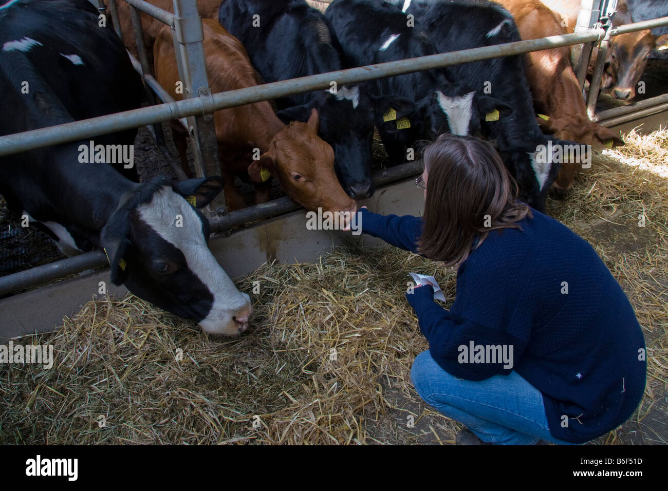 feed cows in dairy Stock Photo Alamy