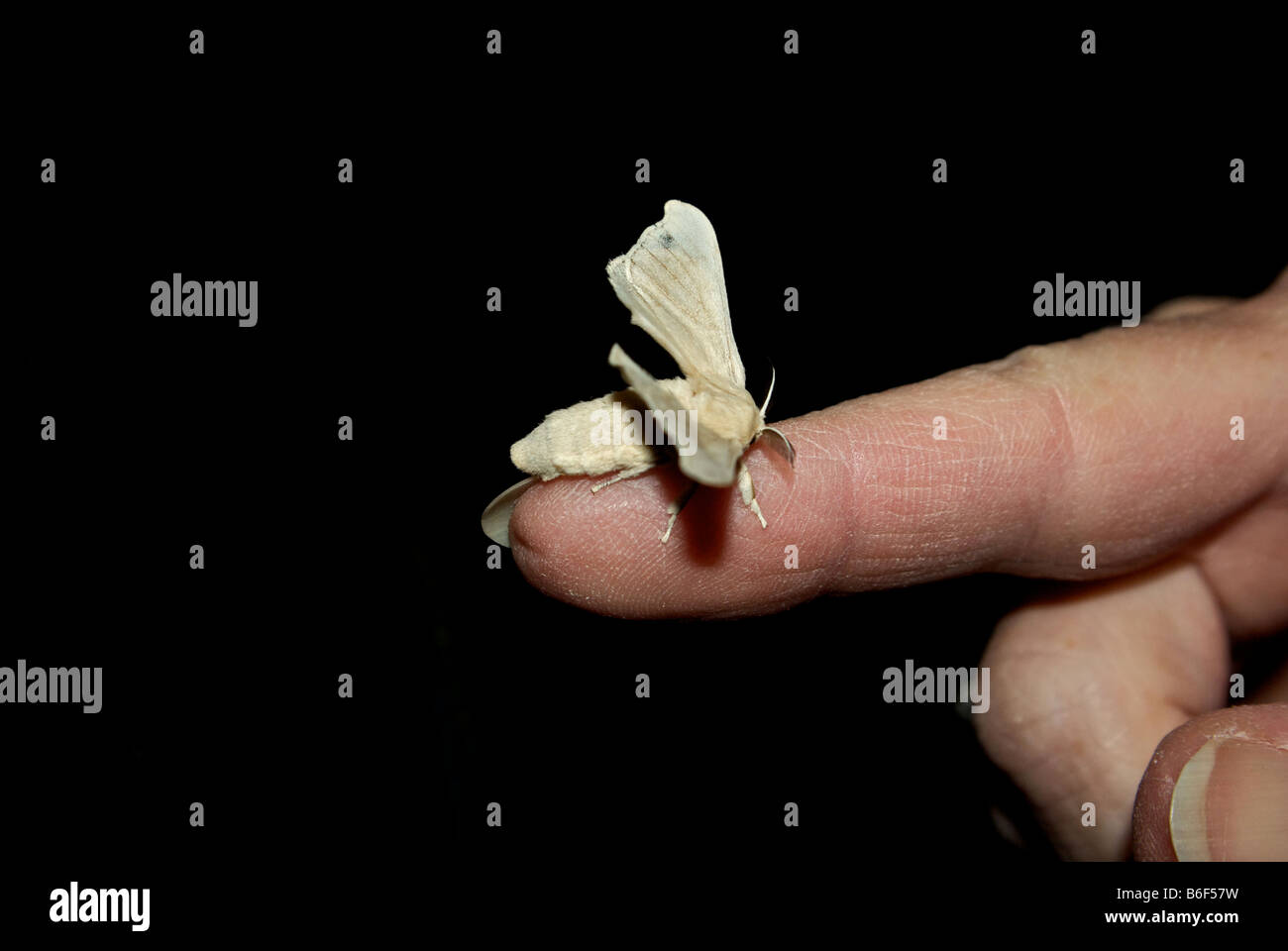 Soft downy haired delicate domesticated non flying adult silkworm moth insect on fingertip Stock Photo