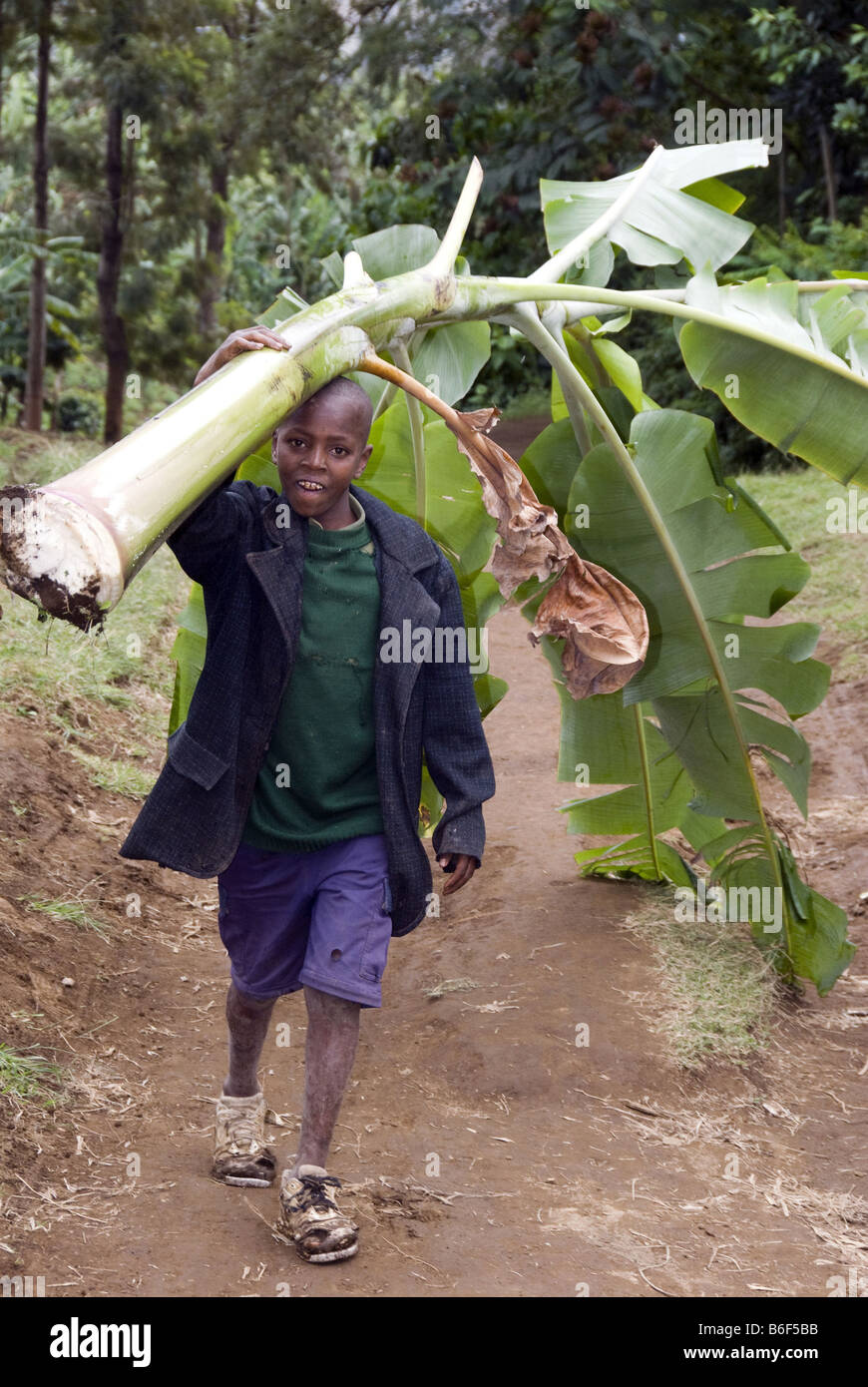 Young boy carries banana leaves in Ngiresi Village close to Arusha, Tanzania Stock Photo