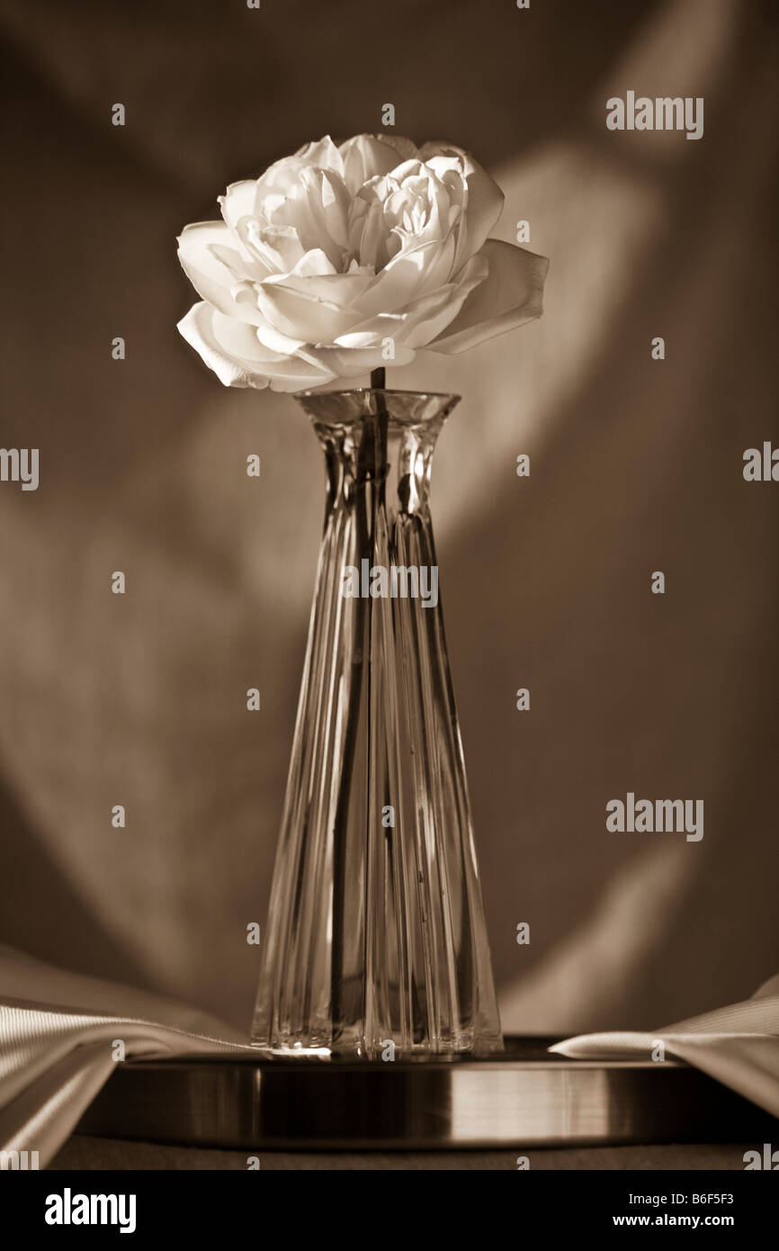 white rose in a crystal vase with sunlight background Stock Photo Alamy