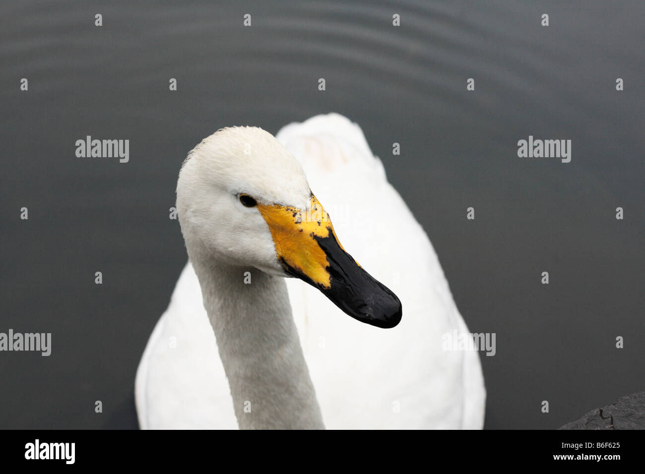 Closeup of a Whooper Swan, Cygnus cygnus, on a lake Stock Photo