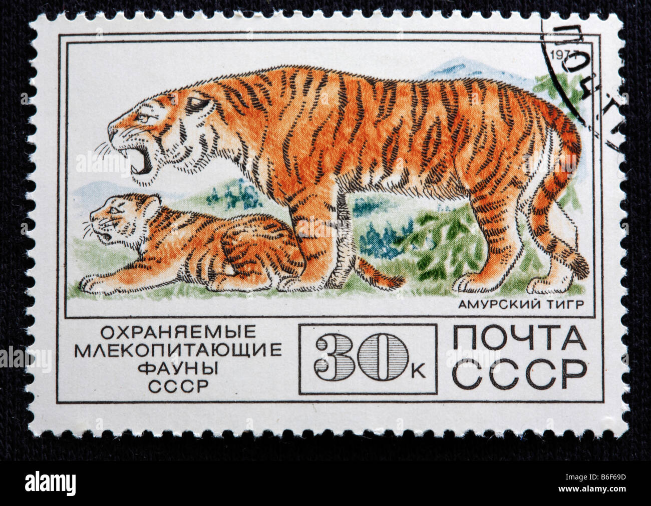 Amur Tiger (Panthera tigris altaica), postage stamp, USSR, 1977 Stock Photo
