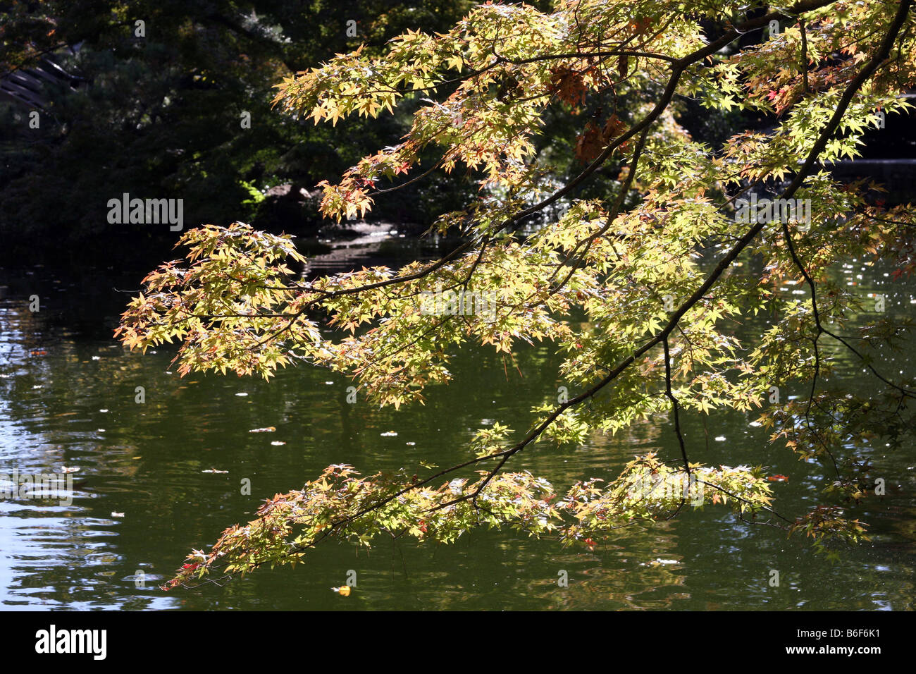 Japanese Bloodroot tree leaves leaning over a pond during the Fall season Forth Worth Texas Stock Photo