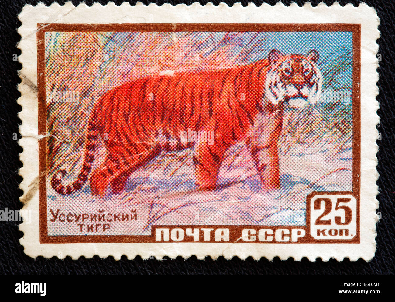 Amur Tiger (Panthera tigris altaica), postage stamp, USSR Stock Photo