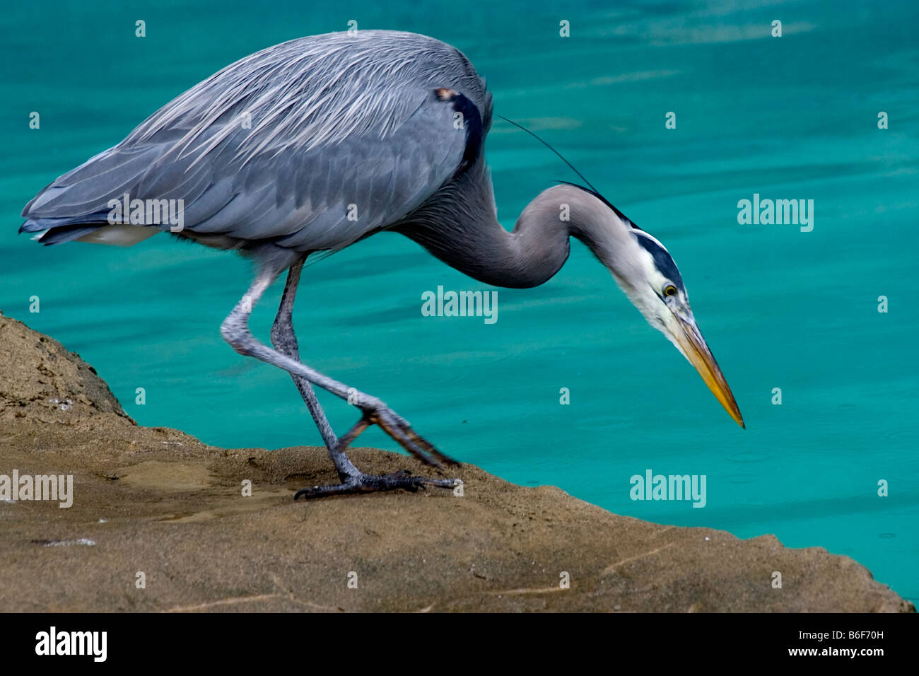 Great Blue Heron Close Up Looking for fish Stock Photo