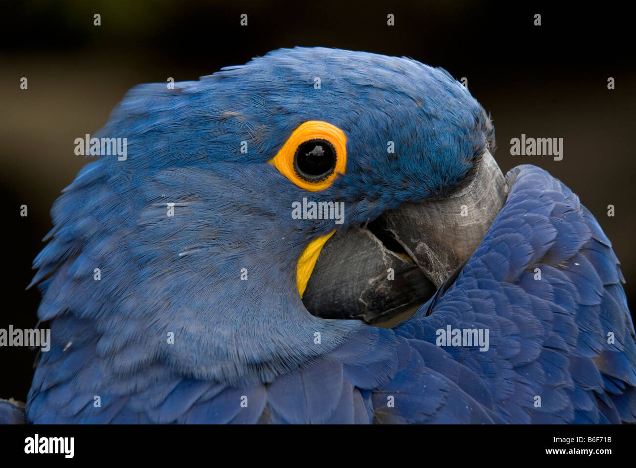 Blue Hyacinth Macaw Playing Peek A Boo Close Up Macro Stock Photo