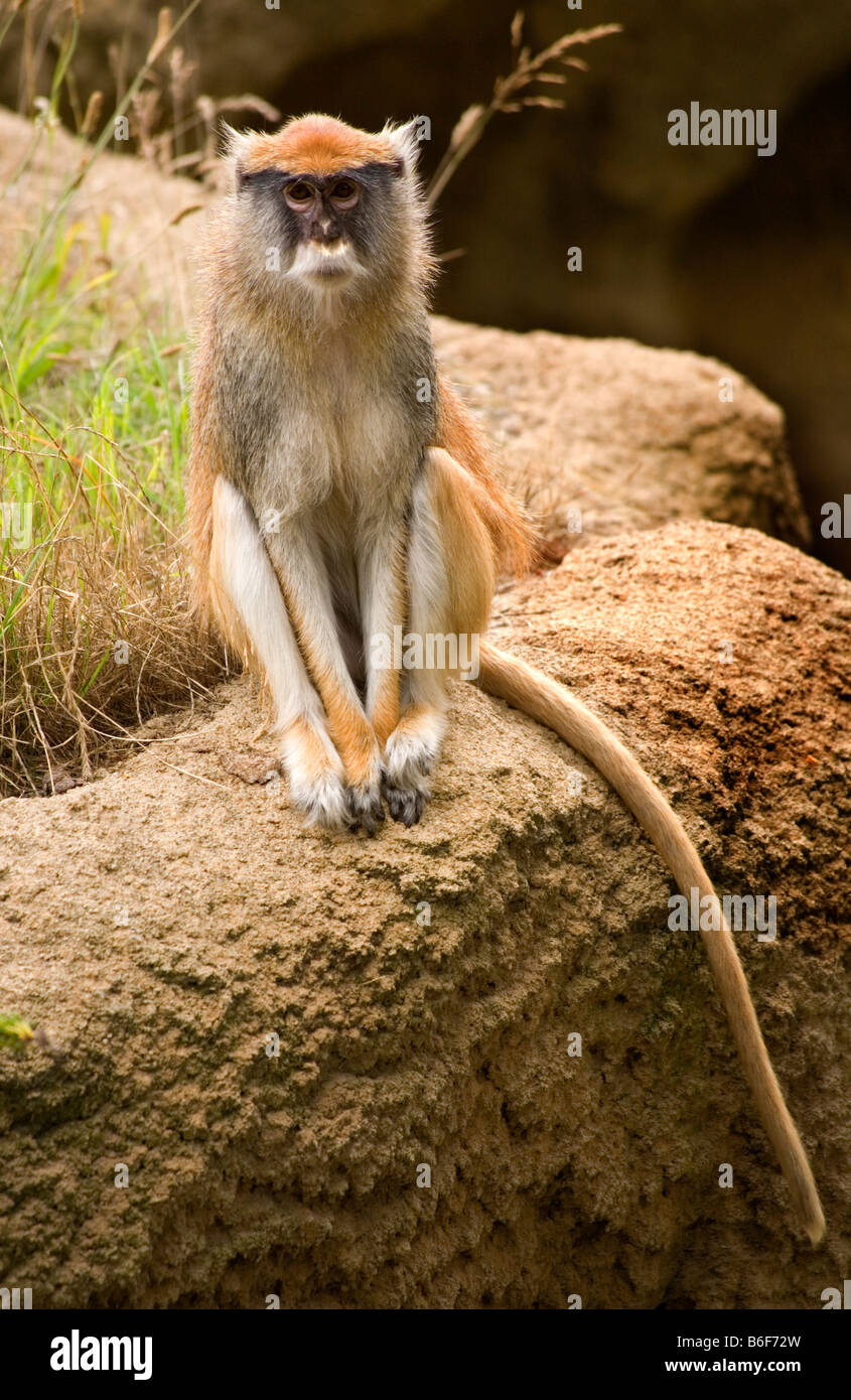 Patas Monkey Looking At Crowd Stock Photo - Alamy