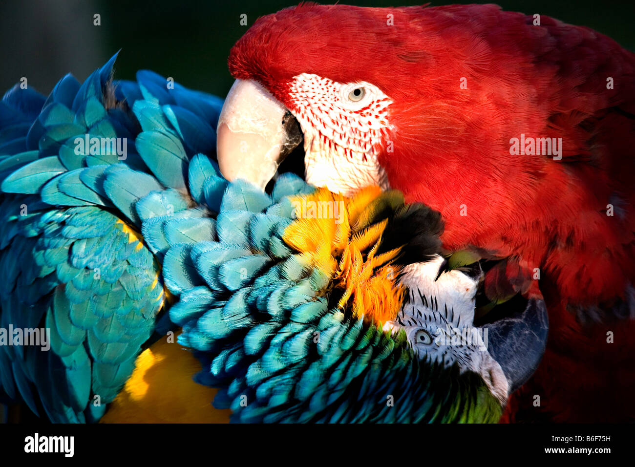 Red Green Winged Macaw and Blue and Gold Macaw Playing with a Love Bite Stock Photo