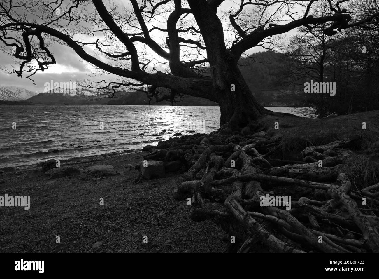 Tree roots snow Black and White Stock Photos & Images - Alamy