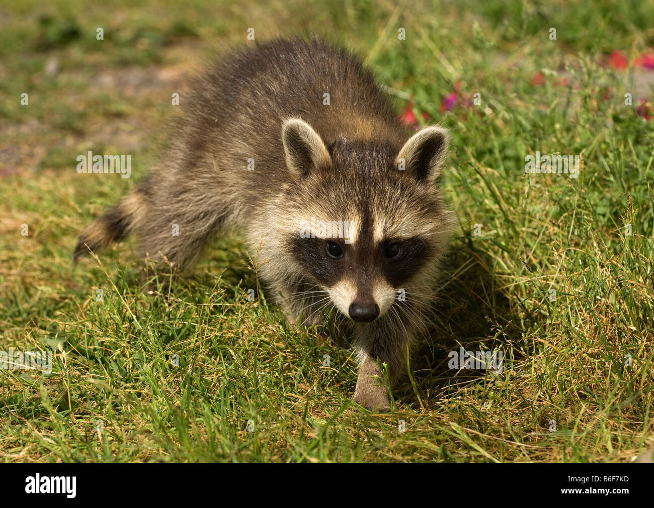 Raccoon (Procyon lotor) Stock Photo