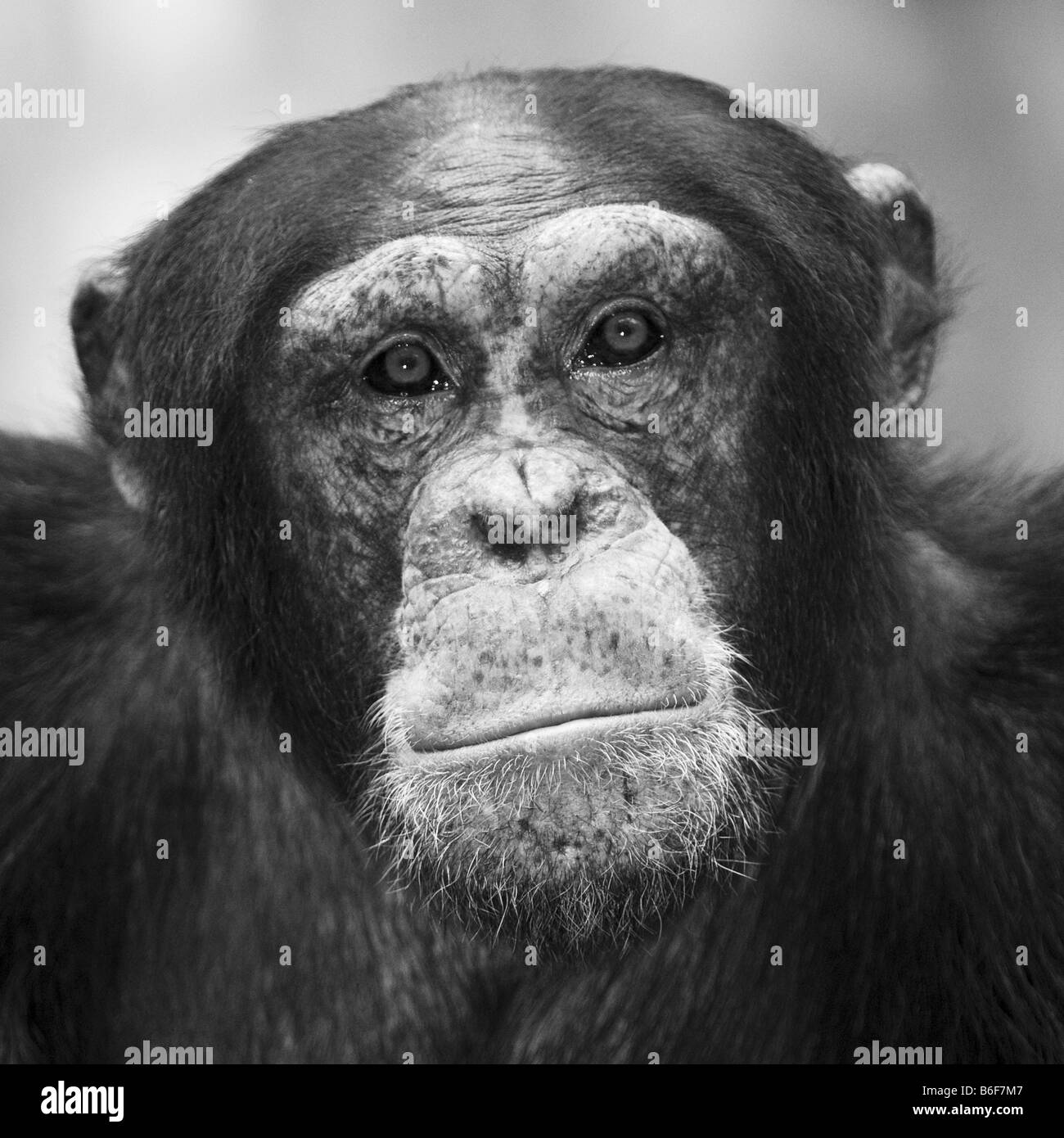 Common Chimpanzee (Pan troglodytes) Stock Photo