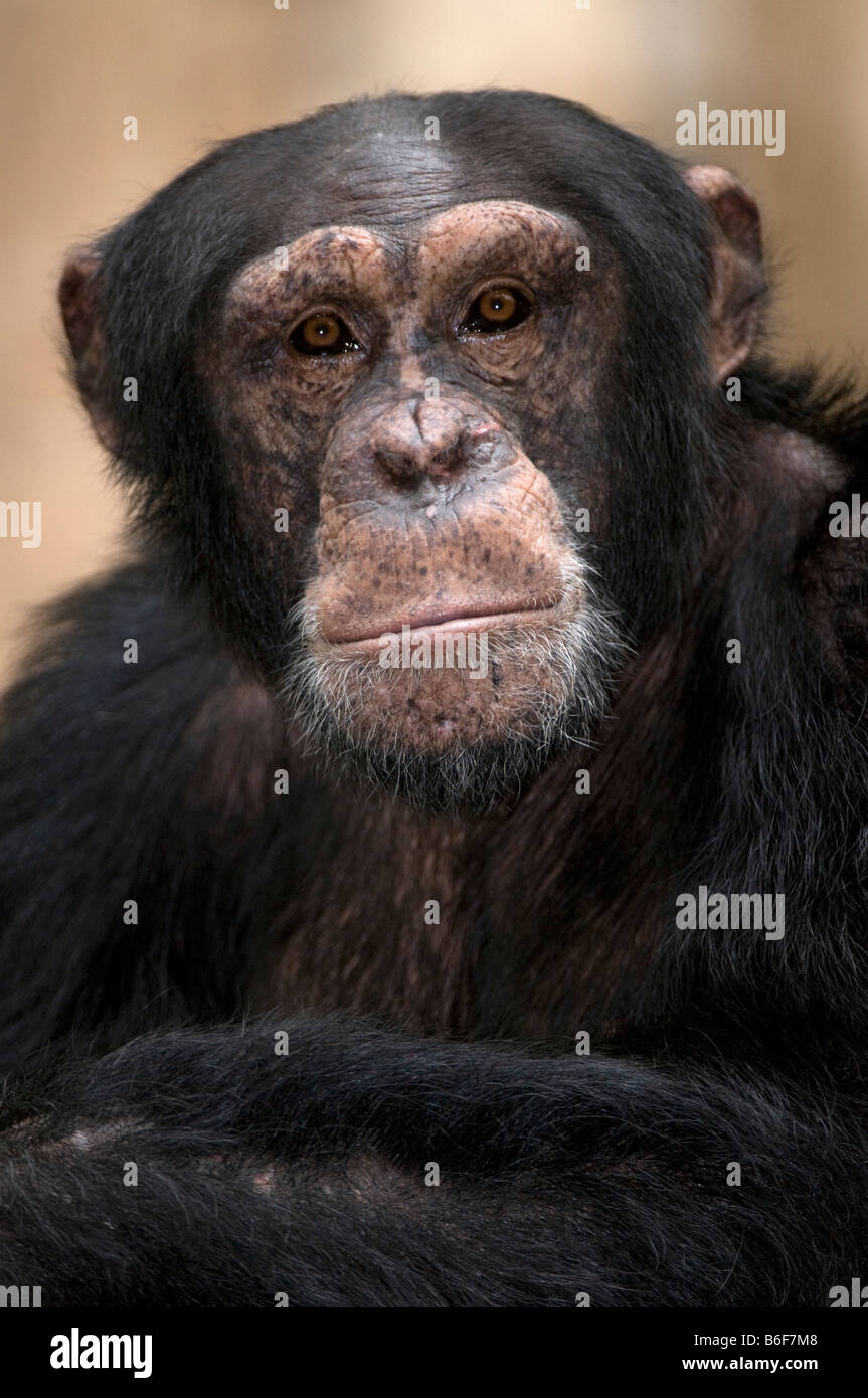 Common Chimpanzee (Pan troglodytes) Stock Photo