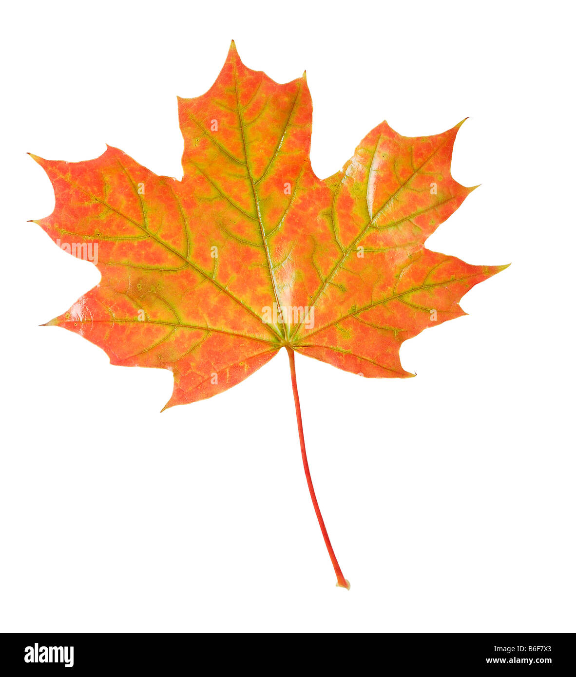 Oak leaf in Autumn or Fall colors Stock Photo