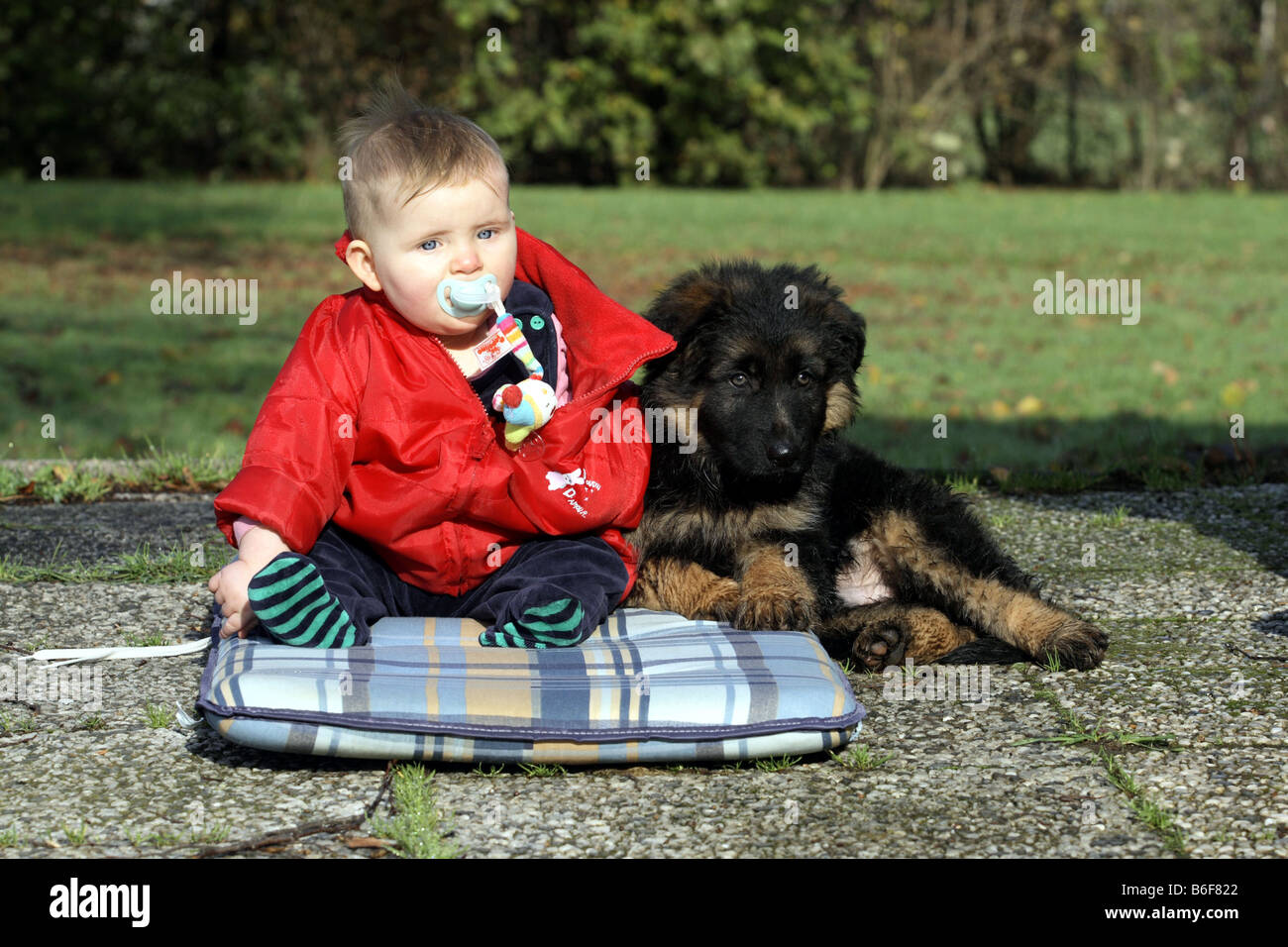 German Shepherd Dog (Canis lupus f. familiaris), small girl with eight-week-old puppy on a terrace Stock Photo