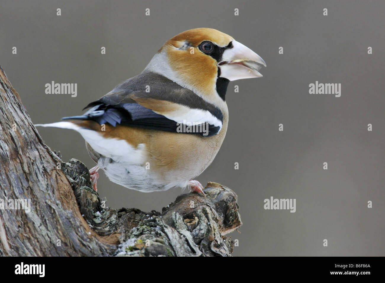 hawfinch (Coccothraustes coccothraustes), feeding, Germany Stock Photo