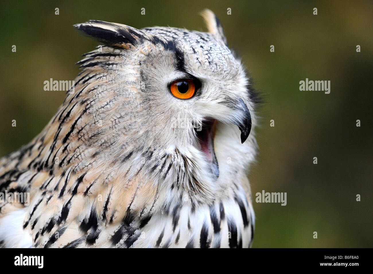 Eagle Owl (Bubo bubo), with beak open, portrait Stock Photo - Alamy