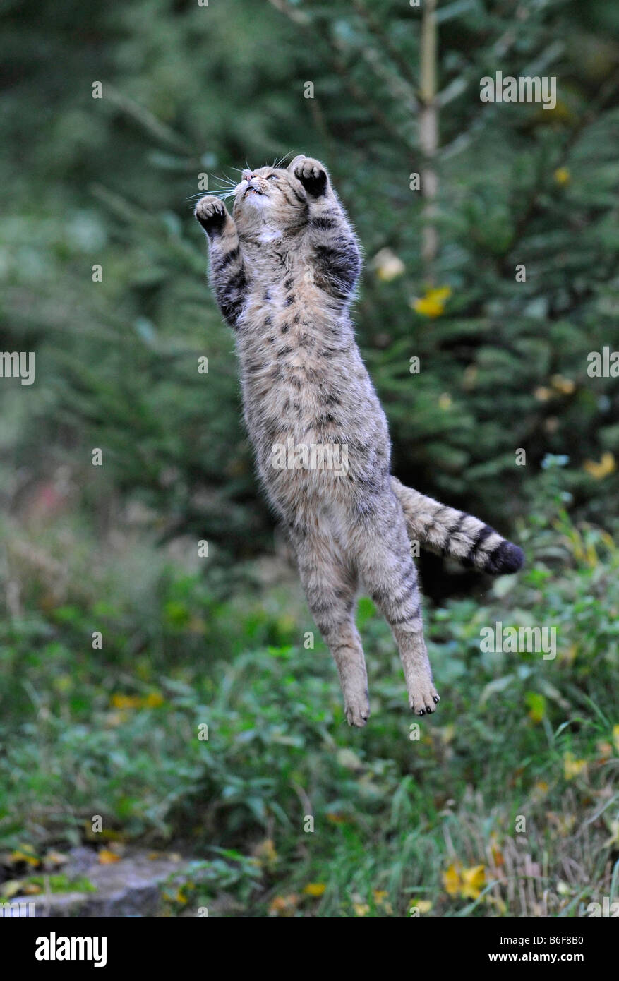 Wild Cat (Felis silvestris) jumping Stock Photo