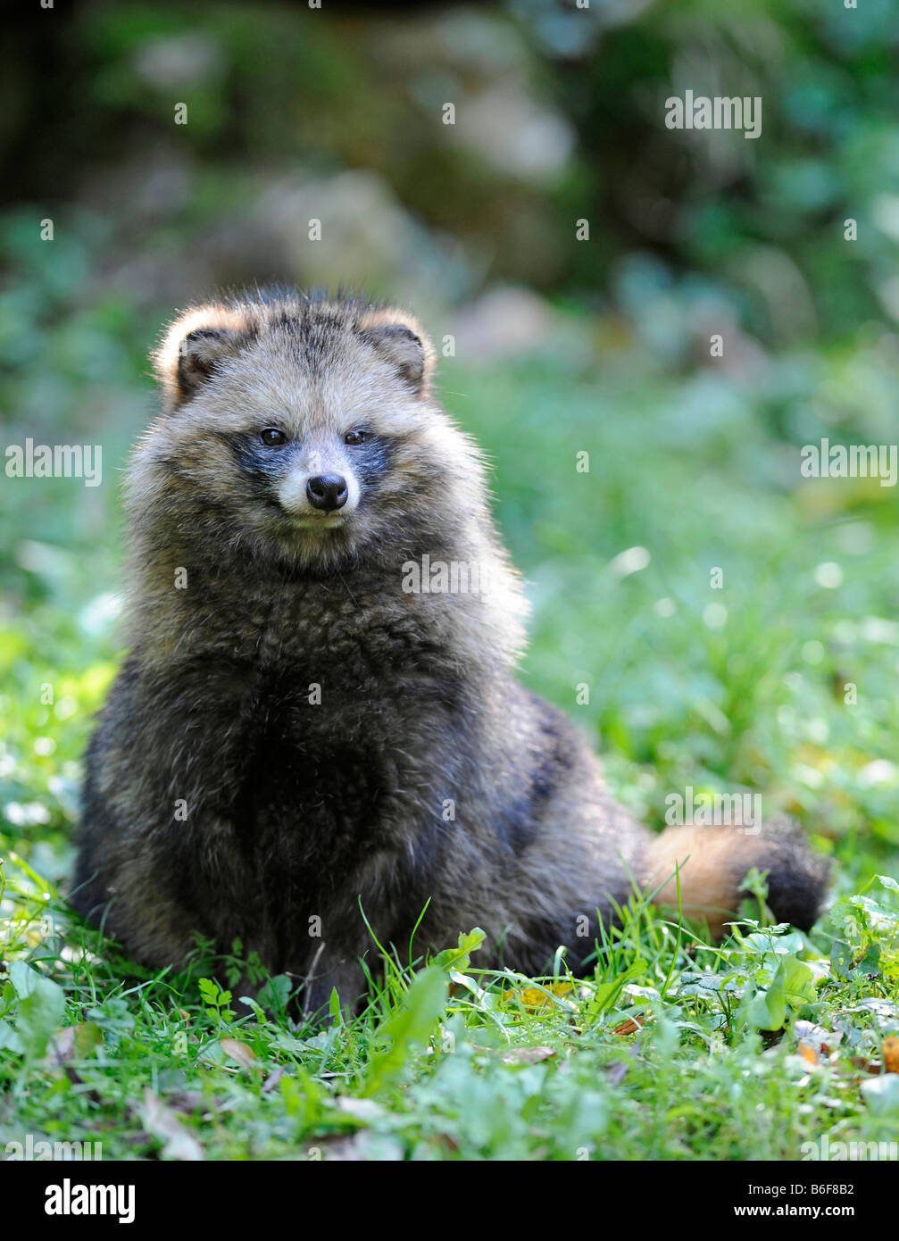 Raccoon Dog (Nyctereutes procyonoides) Stock Photo