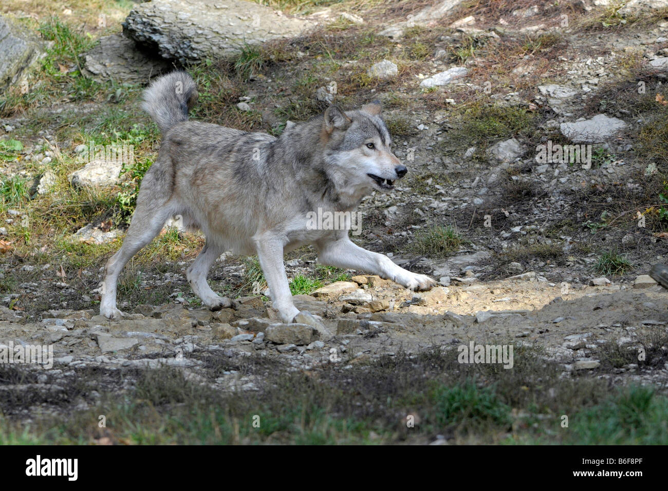 Gray Wolf (Canis lupus) on the hunt Stock Photo