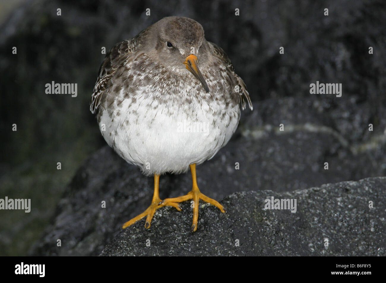 Fluffling hi-res stock photography and images - Alamy