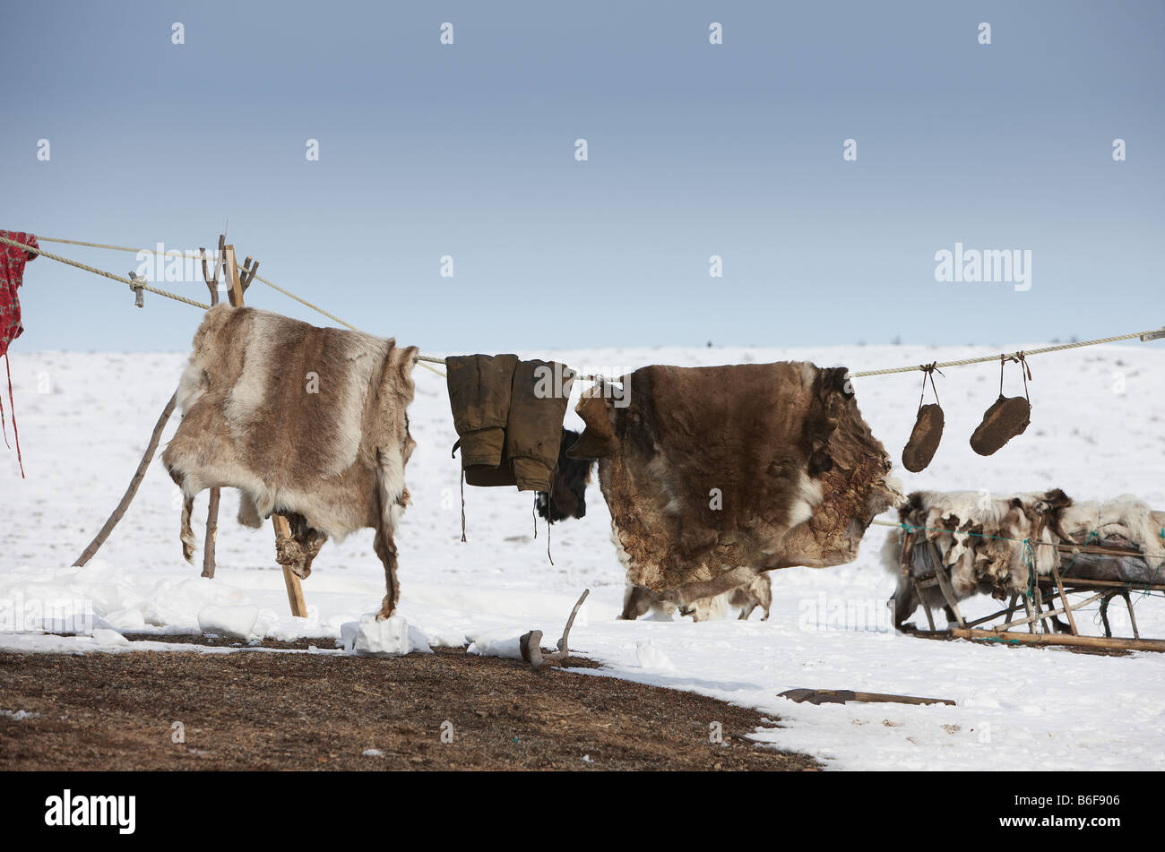 Reindeer skins at campsite for herding,  Kanchalan Chukot Autonomous region Siberia Russia Stock Photo