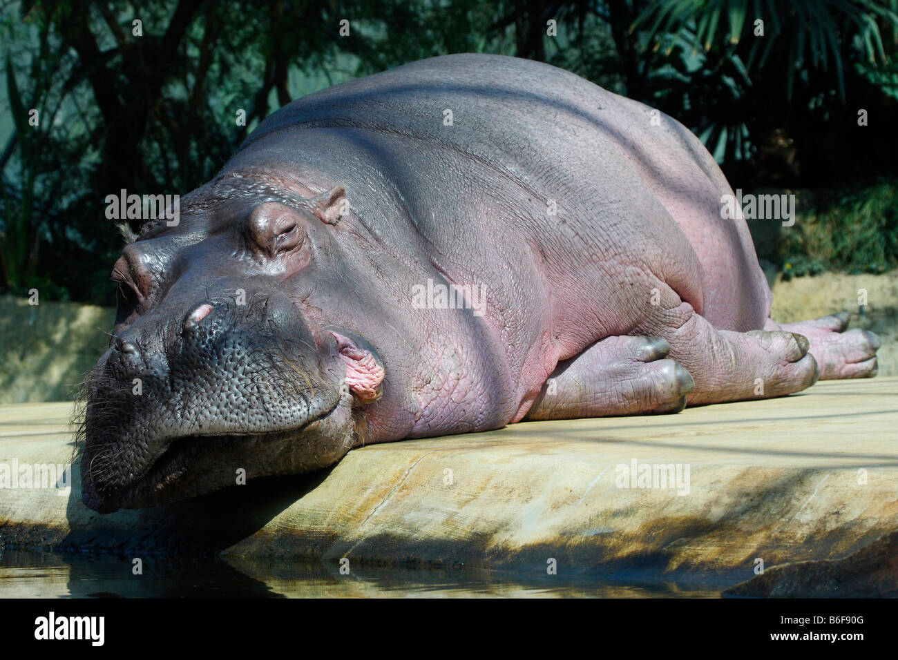 Berlin zoo hippopotamus High Resolution Stock Photography and Images