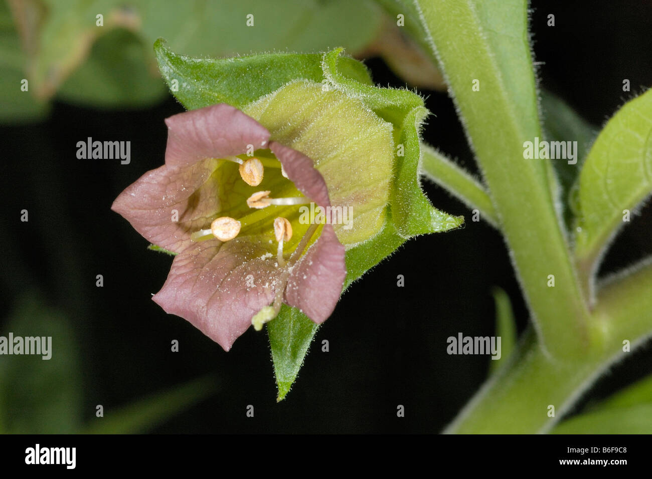Deadly nightshade plant hi-res stock photography and images - Alamy