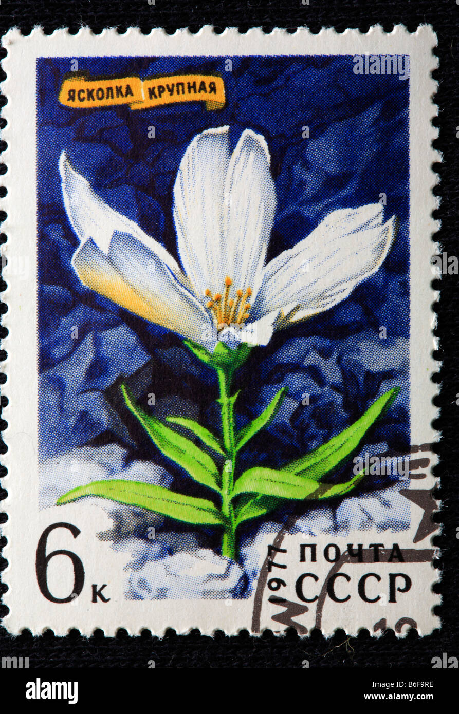 Chickweed (Cerastium maximum), postage stamp, USSR, 1977 Stock Photo