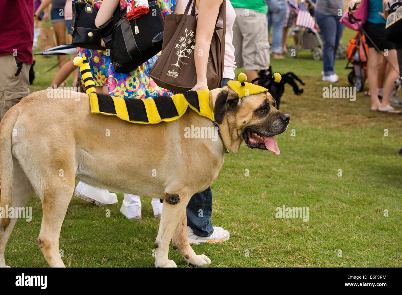 Bullmastiff dressed in a bumble bee Halloween costume at Dogtoberfest 2008 in Jacksonville Florida Stock Photo