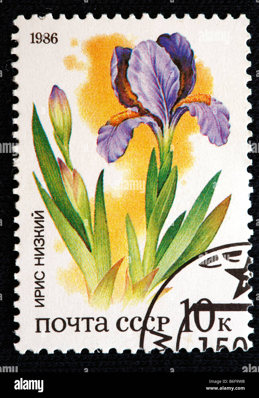 Dwarf Iris (Iris pumila), postage stamp, USSR, 1986 Stock Photo