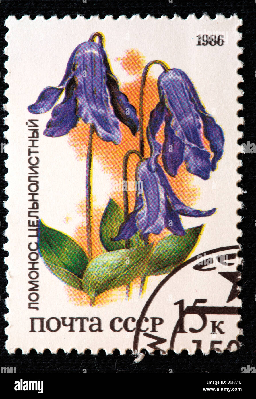 Blue Clematis (Clematis integrifolia), postage stamp, USSR, 1986 Stock Photo