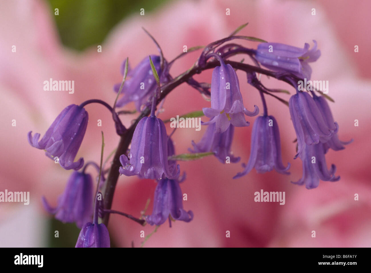 Hyacinthoides 'Stuart Williams' (Bluebell) Stock Photo
