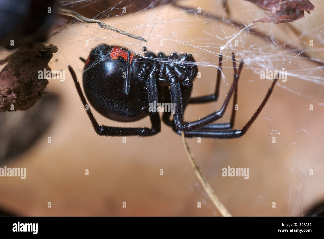 Black widow spider hi-res stock photography and images - Alamy