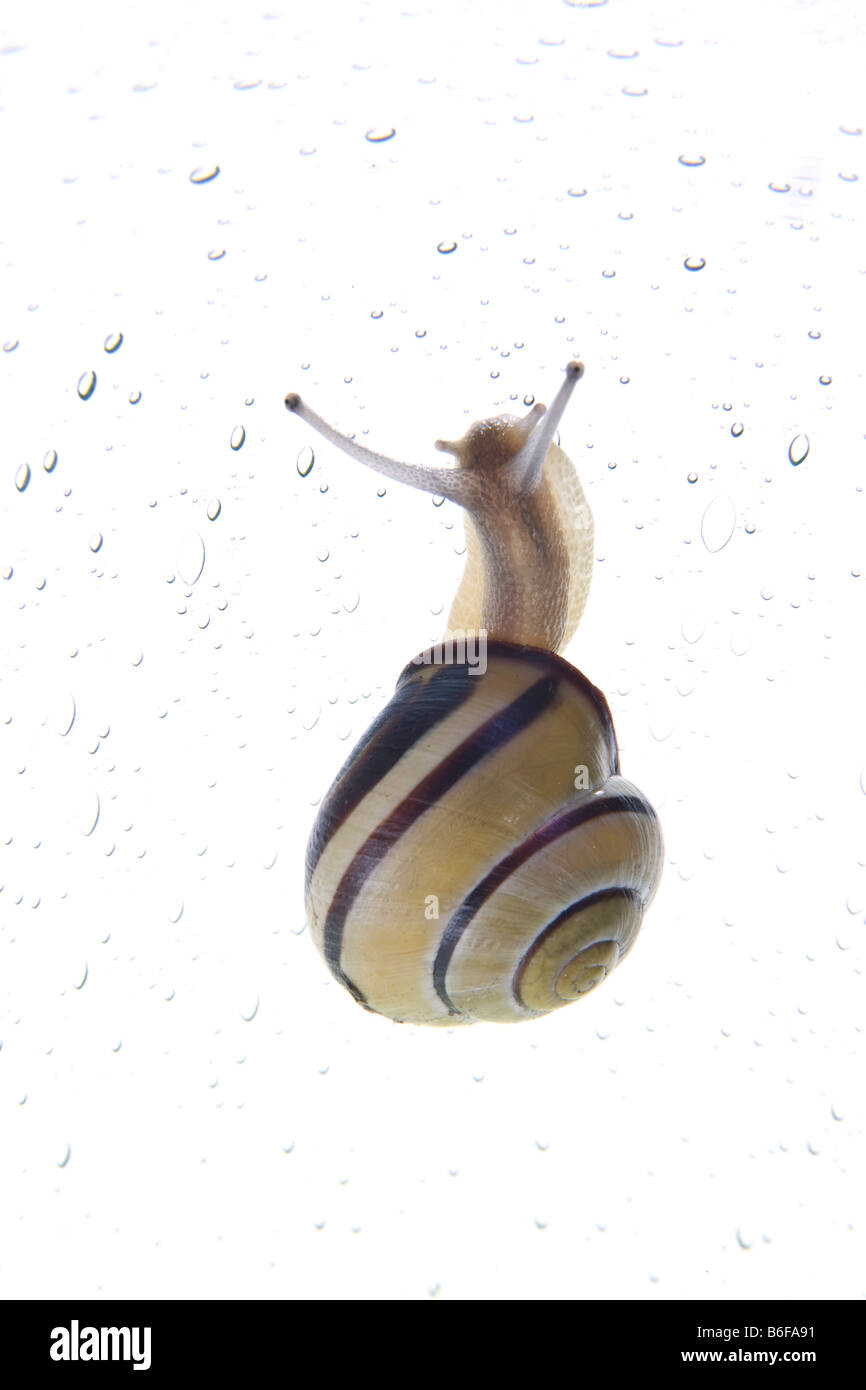 Grove Snail (Cepaea nemoralis) Stock Photo
