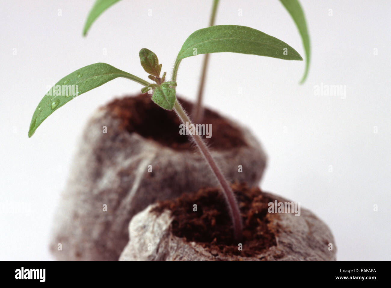 Solanum lycopersicum syn Lycopersicon esculentum  'Red Cherry' Tomato seedling in jiffy. Stock Photo