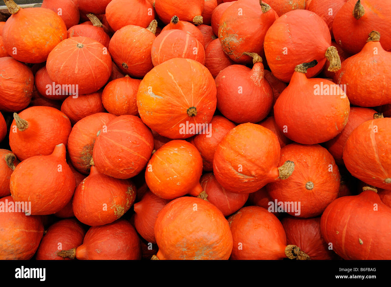 Pumpkins (Cucurbita) Stock Photo