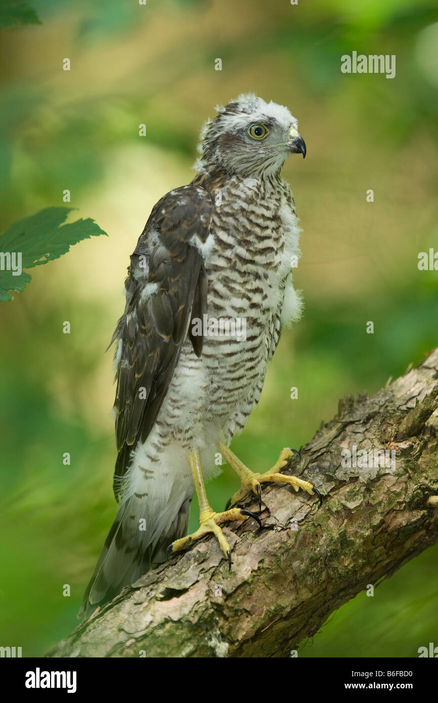 Eurasian Sparrowhawk (Accipiter nisus), chick perched on a branch Stock Photo