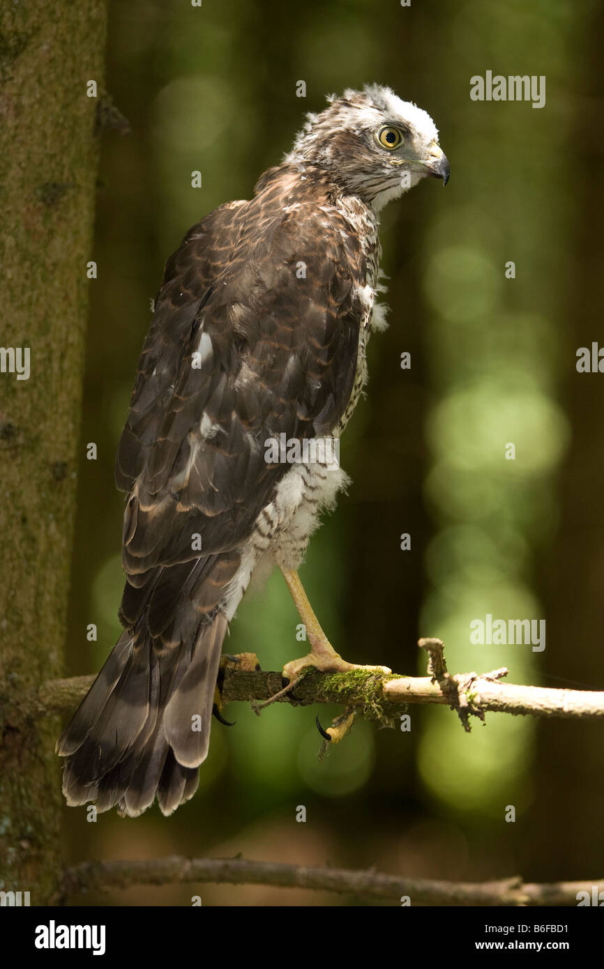 Eurasian Sparrowhawk (Accipiter nisus), chick waiting for its parents Stock Photo