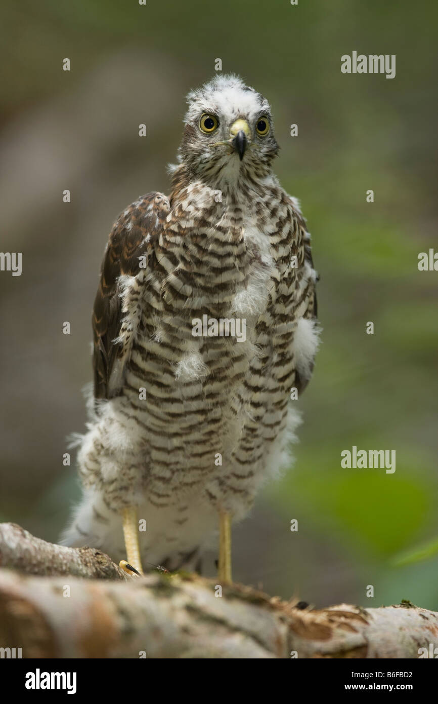 Eurasian Sparrowhawk (Accipiter nisus), chick standing on the ground Stock Photo