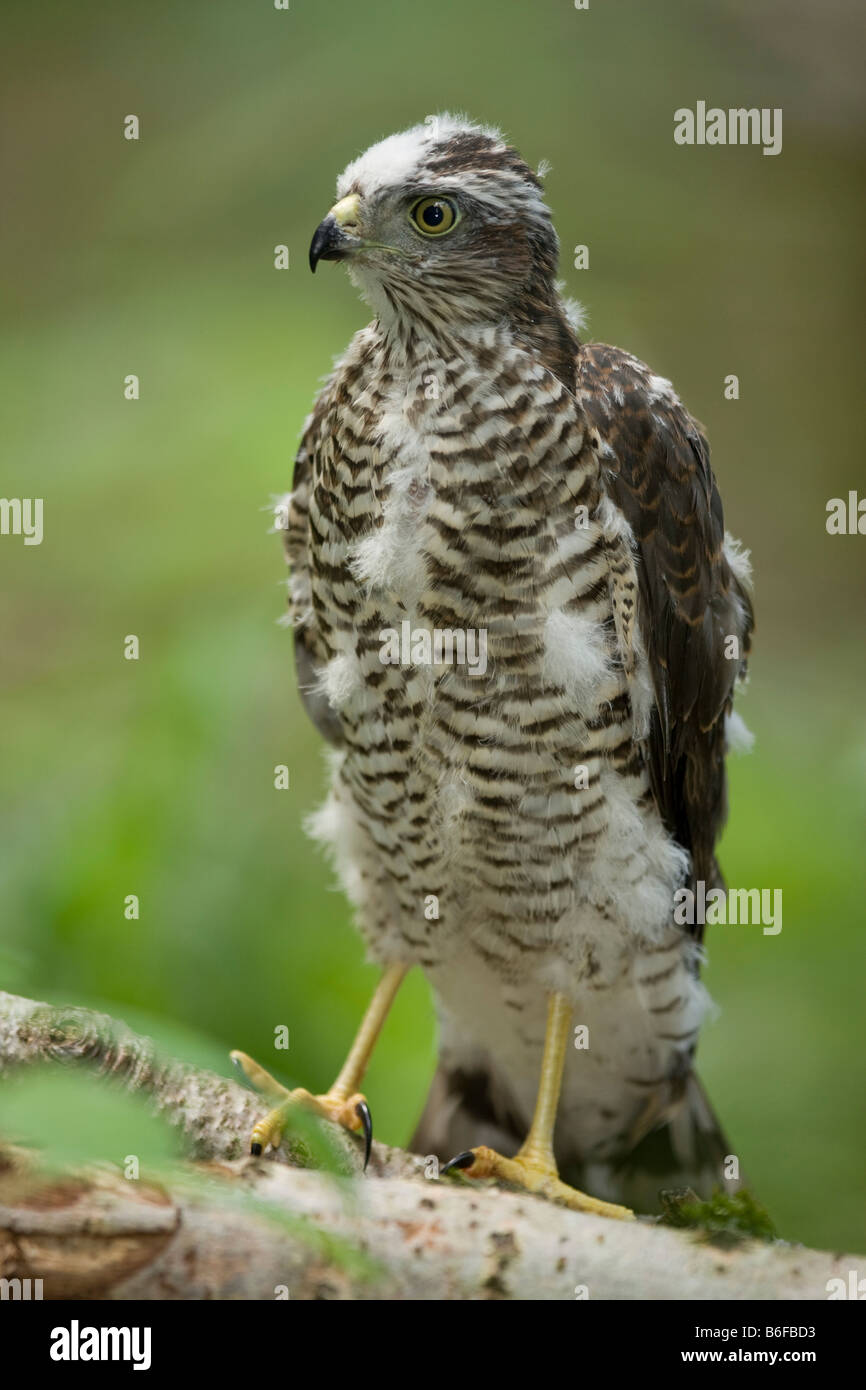 Eurasian Sparrowhawk (Accipiter nisus), chick standing on the ground Stock Photo