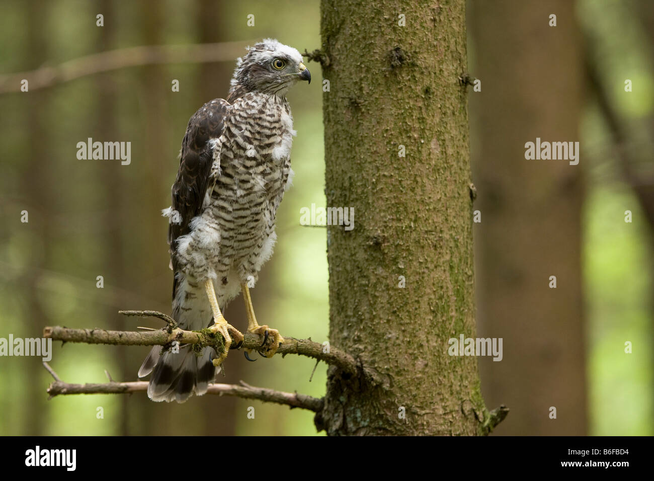 Eurasian Sparrowhawk (Accipiter nisus), chick perched on a spruce branch Stock Photo