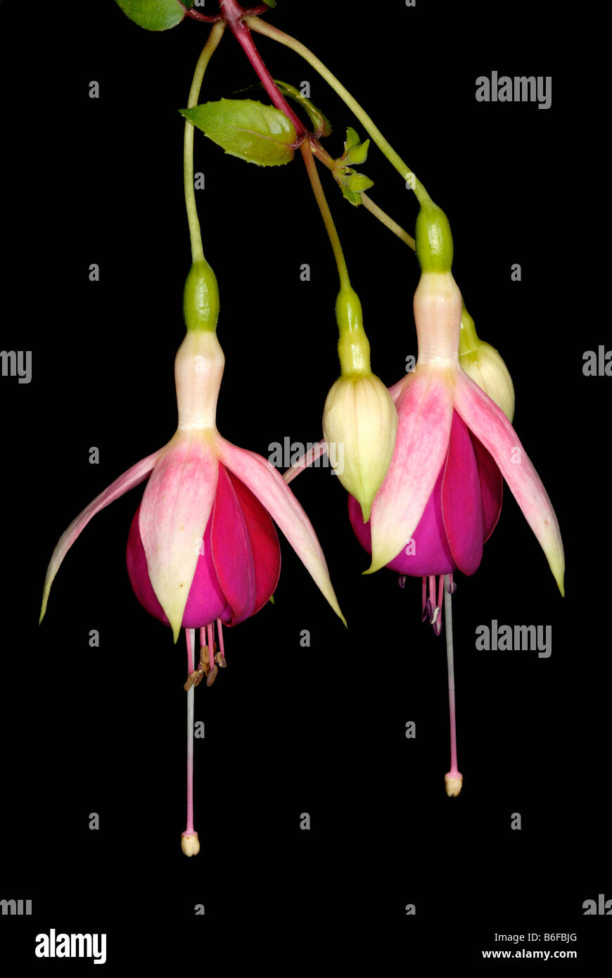 Fuchsia (Fuchsia), blossoms Stock Photo