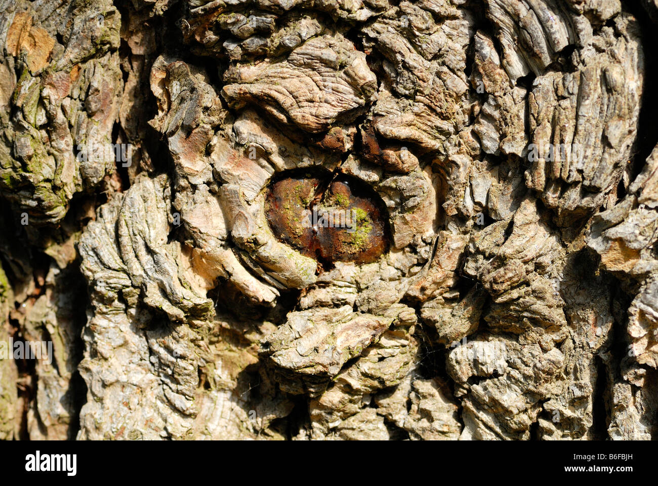 Tree eye and the bark of an Atlas Cedar (Cedrus atlantica) Stock Photo